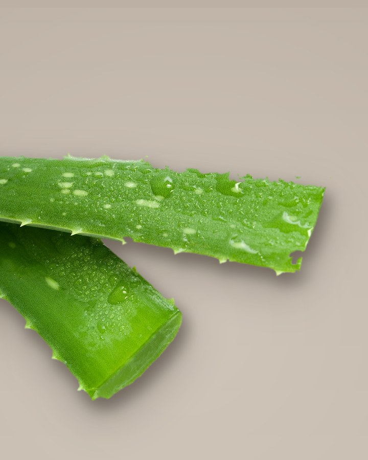 Zwei frisch geschnittene Aloe-Vera-Blätter